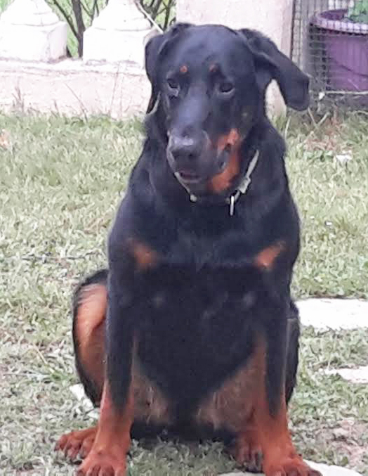 domainedelalicorne.fr photo chien beauceron photo chiot beauceron Elevage de beauceron chiot beauceron pure race élevage du clos de la licorne elevage des gardiens de la licorne elevage beauceron noir et feu authentique gros gabarits élevage de Beauceron familial sérieux et qualité domainedelalicorne.fr suivi des chiots conseil d’éducation chiot propre bas rouge santé caractère spécialiste du beauceron noir et feu ou arlequin chien rustique berger de France  nos chiots sont élevés avec amour et attention notre passion au service de la qualité Beauceron de qualité et sportif domaine de la licorne 04380 BARRAS élevage en liberté éleveur berger de beauce élevage de beauceron de travail 06 11 20 51 93 site domainedelalicorne.fr mail domainedelalicorne@gmail.com